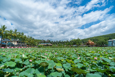 夏日荷塘美景