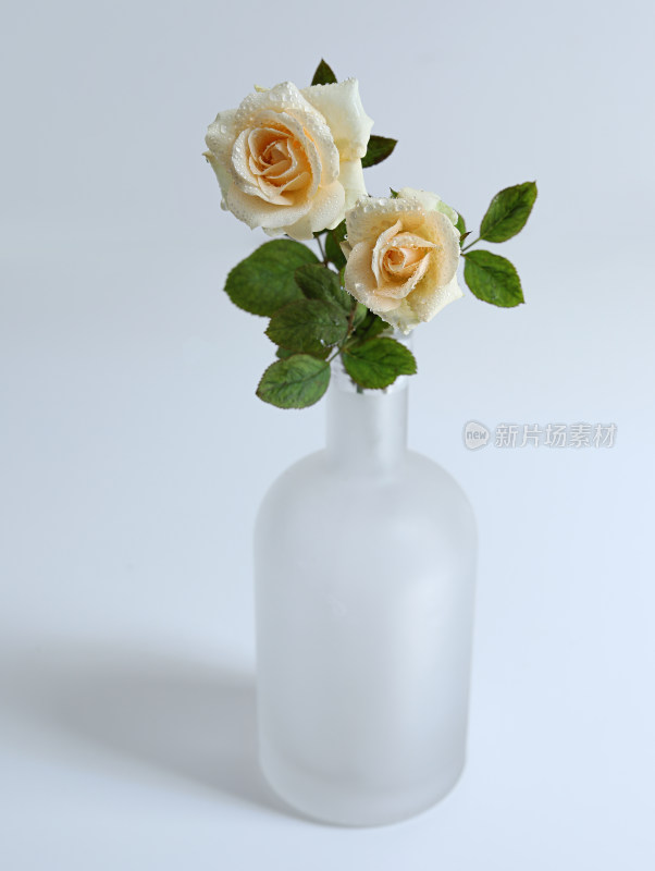 白色桌面上的插花香槟玫瑰
