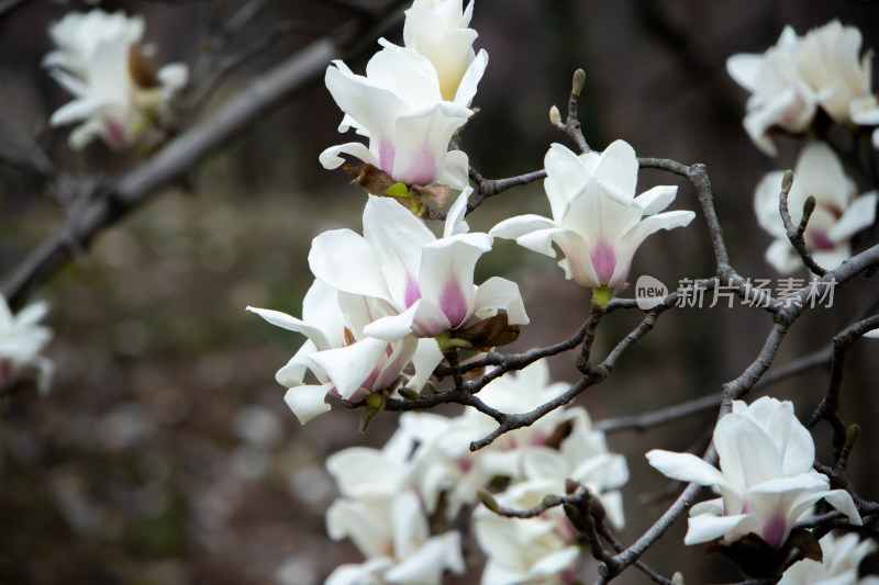 春天枝头绽放的白玉兰