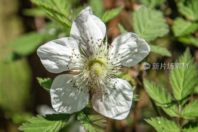 微距拍摄的春季植物特写