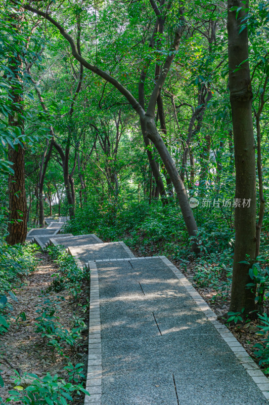 广州雕塑公园林荫休闲步道