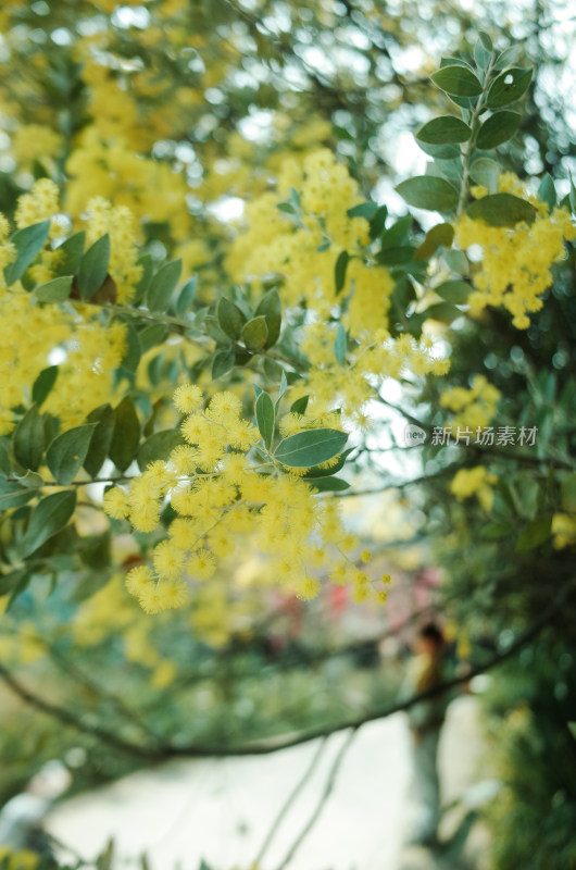 春天盛开的金合欢花