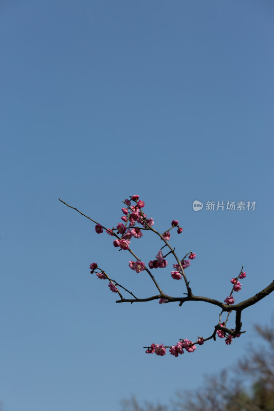 杭州花港观鱼枝头绽放的梅花特写