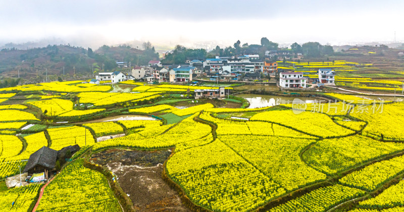 美丽乡村乡村振兴春天油菜花