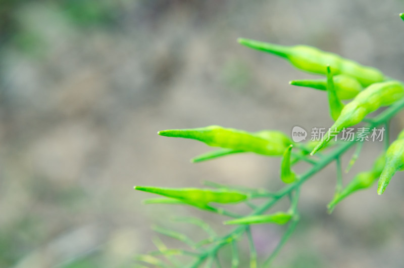 小满时节，成熟结子的油菜籽