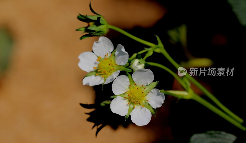 温室大棚里草莓的花朵