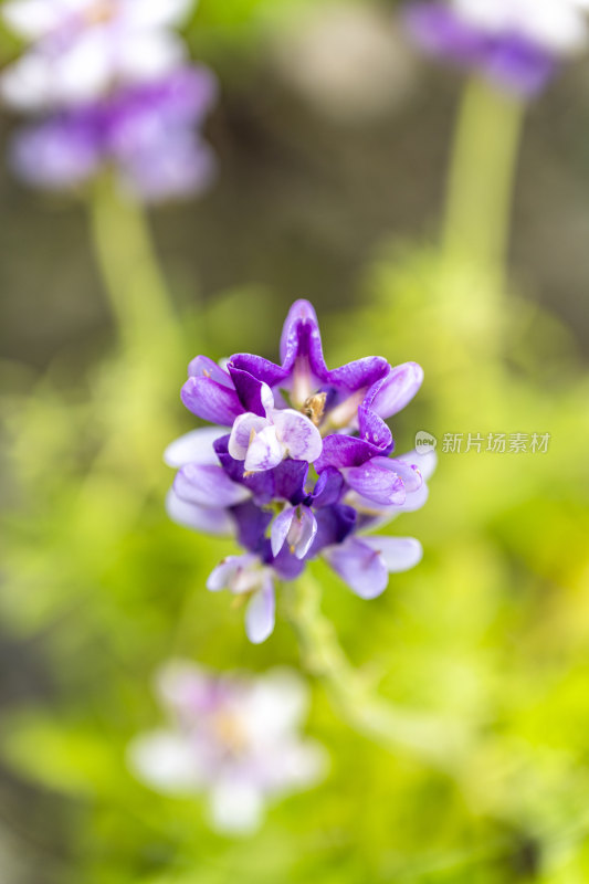 春天盛开的花朵