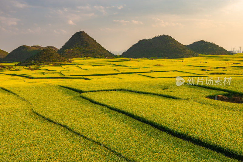 云南元阳罗平油菜花田