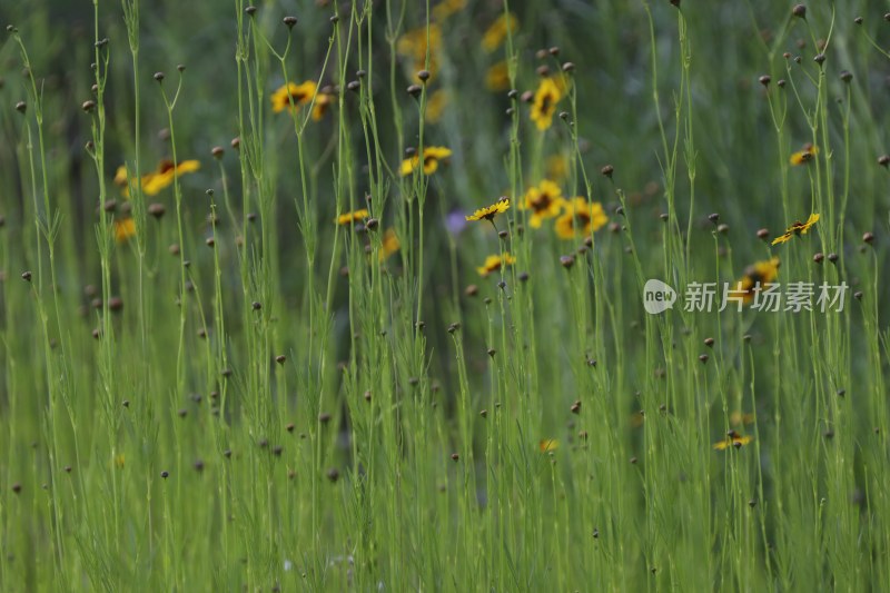 草地里的野花