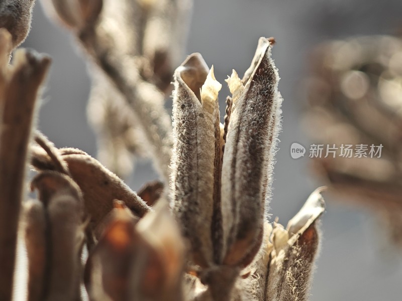 枯萎植物特写尽显秋日萧瑟之态