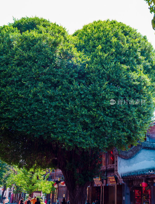 中国福建福州三坊七巷的爱心造型的大榕树