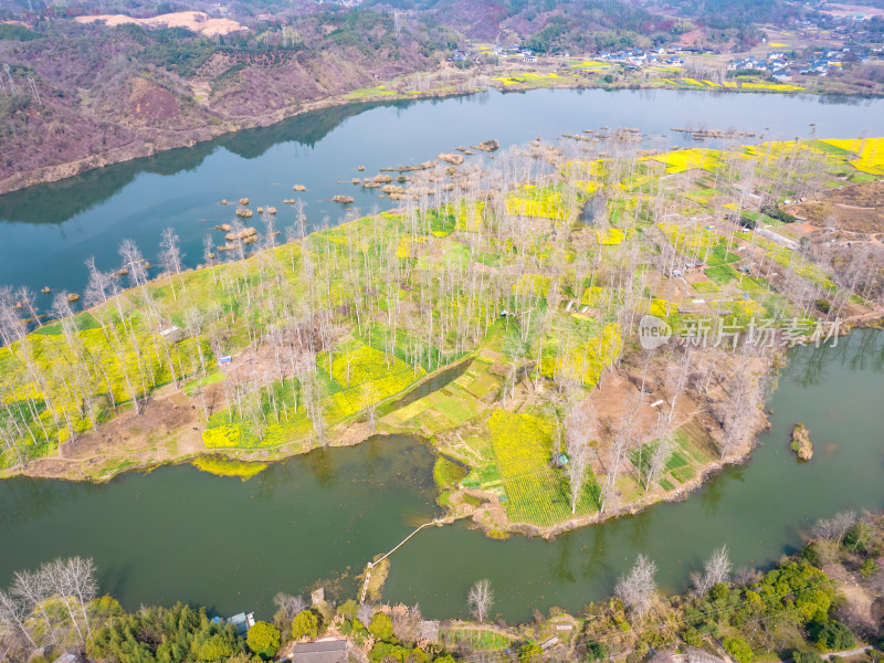 山川湖泊美丽乡村油菜花航拍图