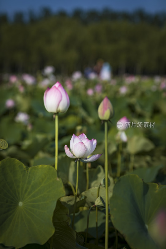 夏季公园荷塘荷叶丛中荷花特写