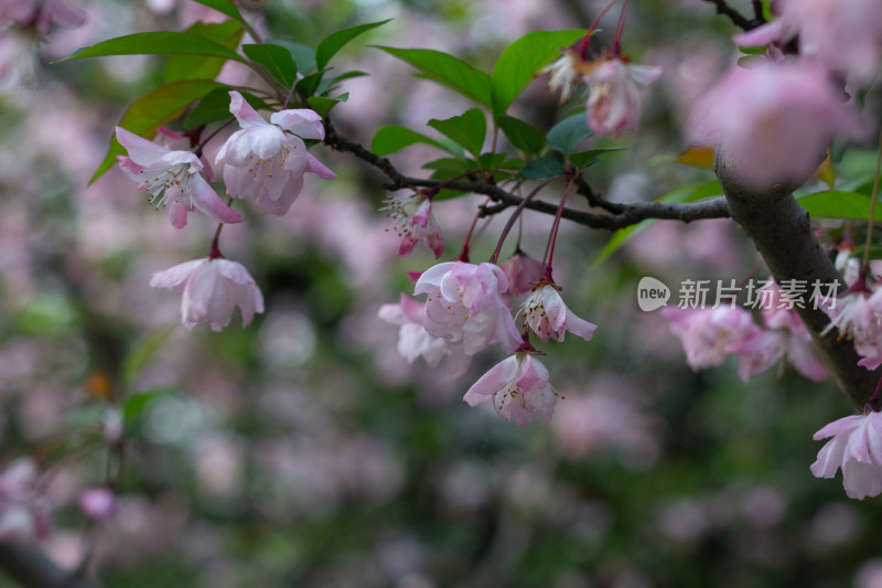 杭州曲院风荷枝头绽放的海棠花特写