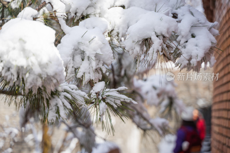 积雪压在松树上