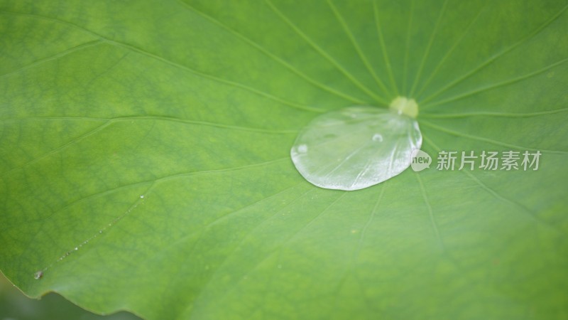 雨滴落在荷叶上的特写镜头