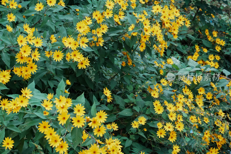 北京圆明园公园盛开的菊花