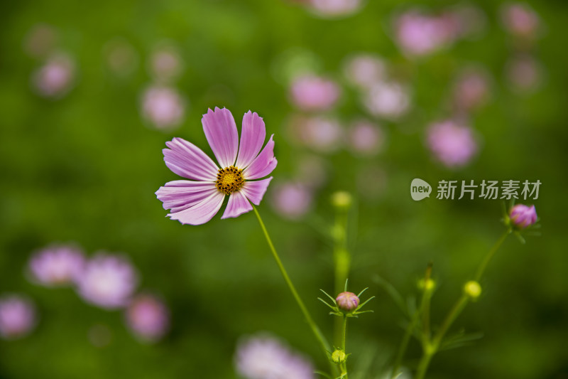 花卉植物阳光逆光花草