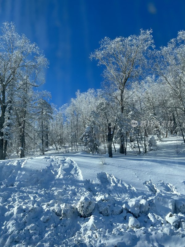 冬日雪覆盖树林景观