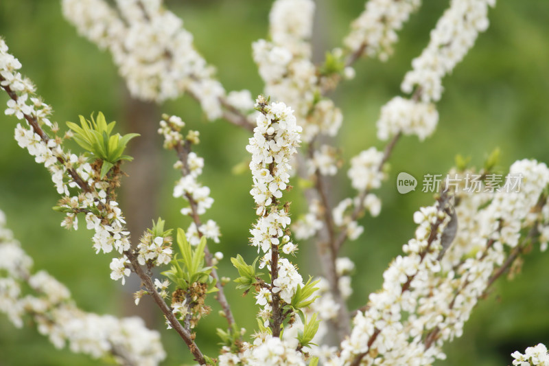 开满白色梅花的树枝特写