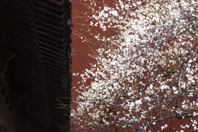 屋檐旁挂着雨滴的梅花特写