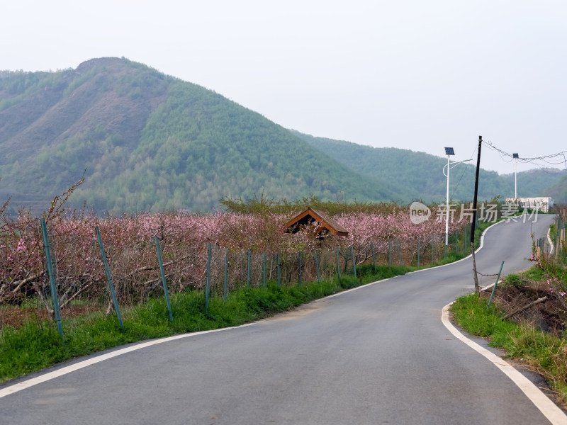春天桃花盛开的农村公路