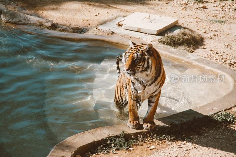 野生动物老虎食肉动物狩猎者