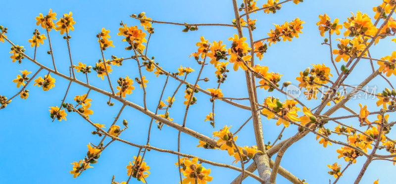 佛山禅城澜石地铁站盛开的木棉花
