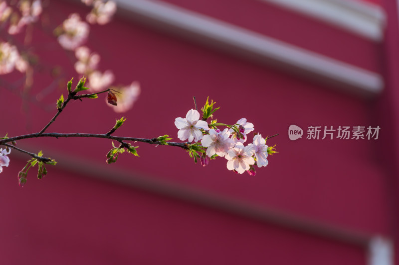 红色背景下的樱花树枝特写