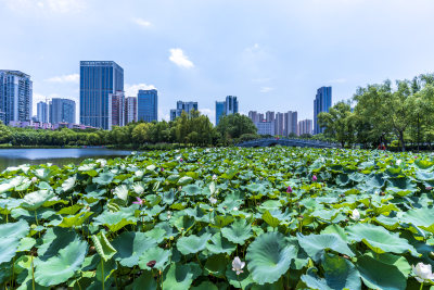 武汉武昌区沙湖公园风光