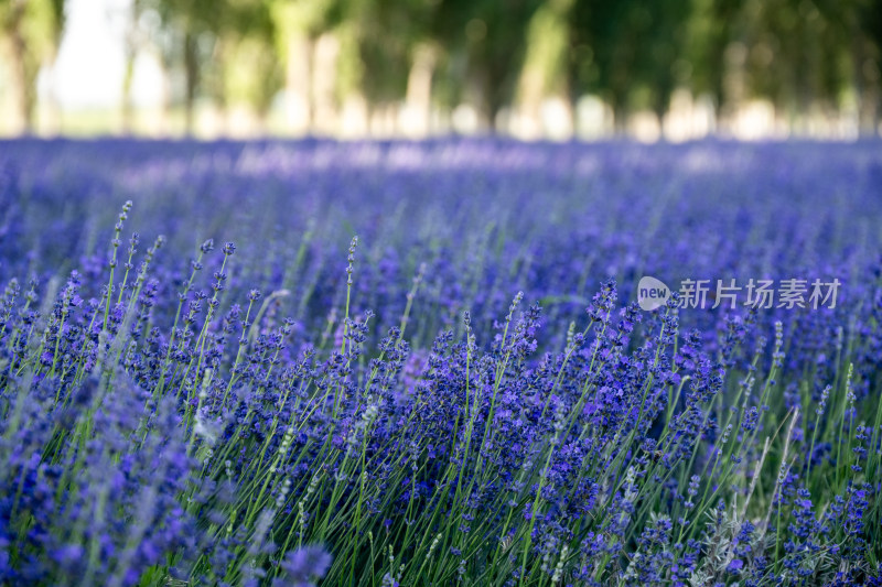 薰衣草花海