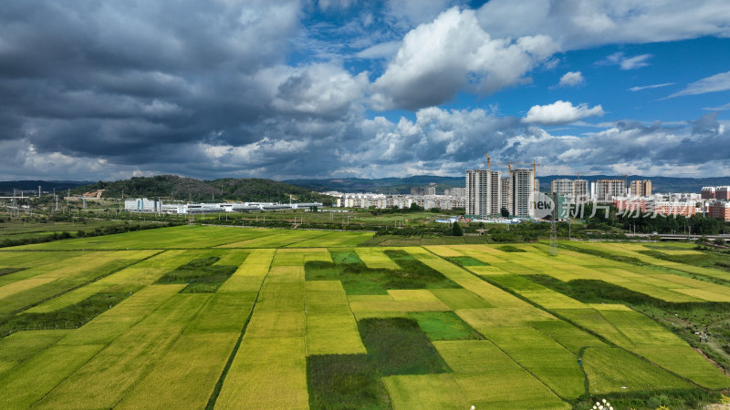 稻谷飘香的田野