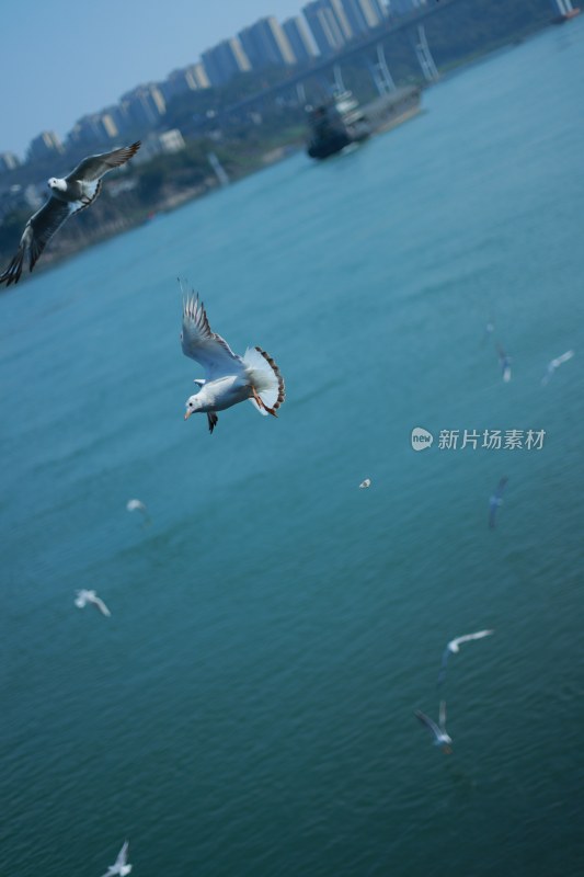 飞翔的海鸥场景