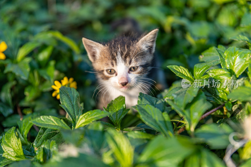 草丛里的小猫咪