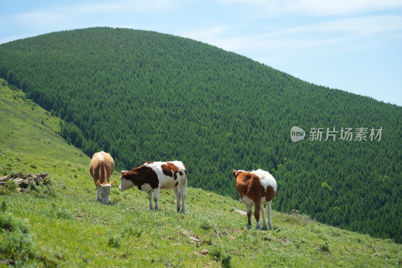 五台山南台风光