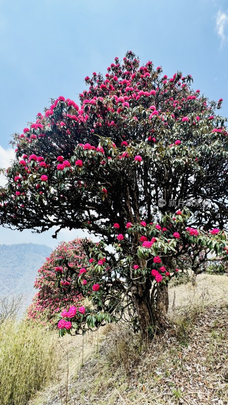 尼泊尔poonhill（布恩山）高山杜鹃