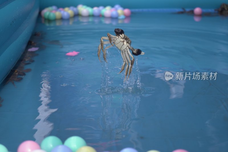 螃蟹跃出游泳池水面瞬间