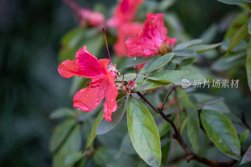 雨后杜鹃花特写