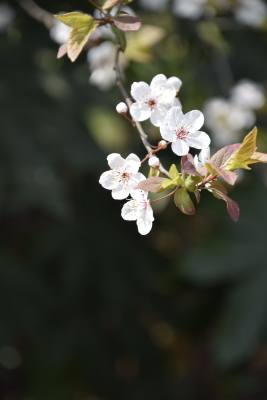 鲜花梨花盛开