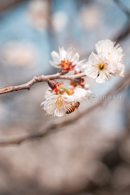 春季盛开的樱花