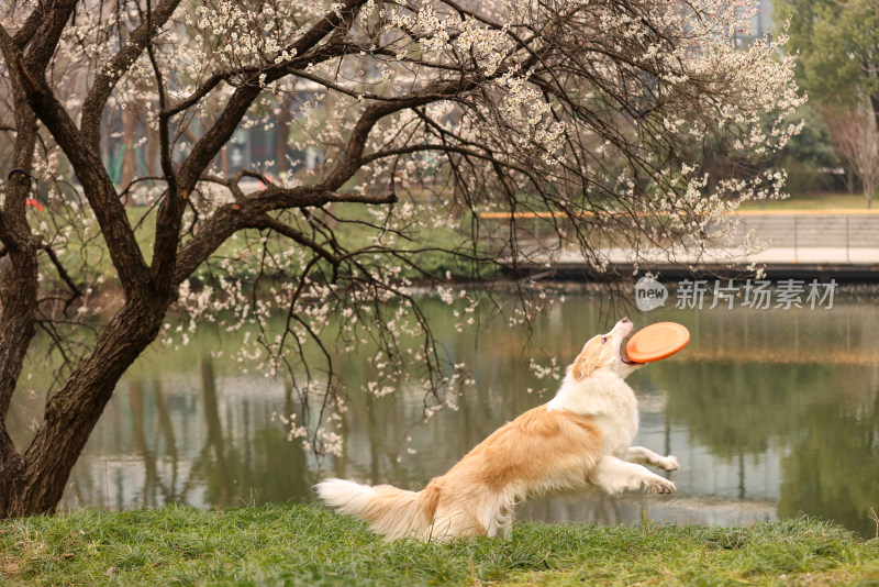 在草地上玩飞盘的边境牧羊犬