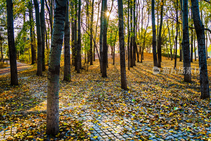 秋天树林落叶夕阳光束光影