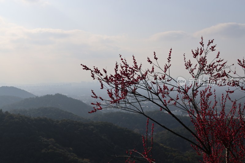 山间红梅远景