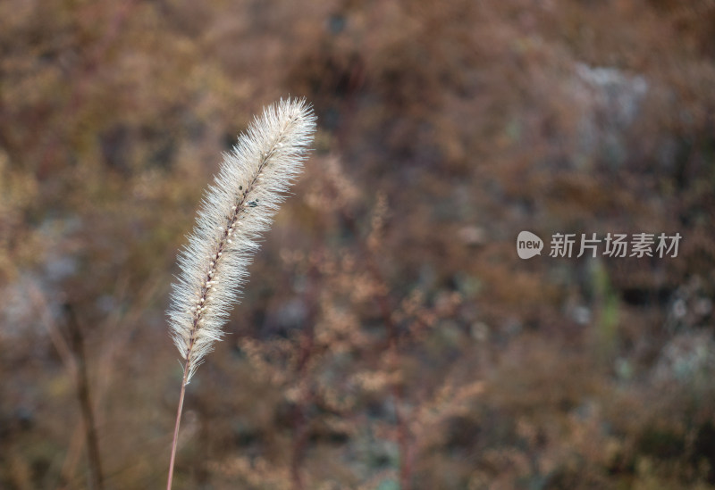 深秋枯黄的狗尾巴草