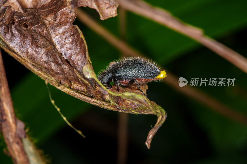 隆线异土甲攀爬在植物上的特写