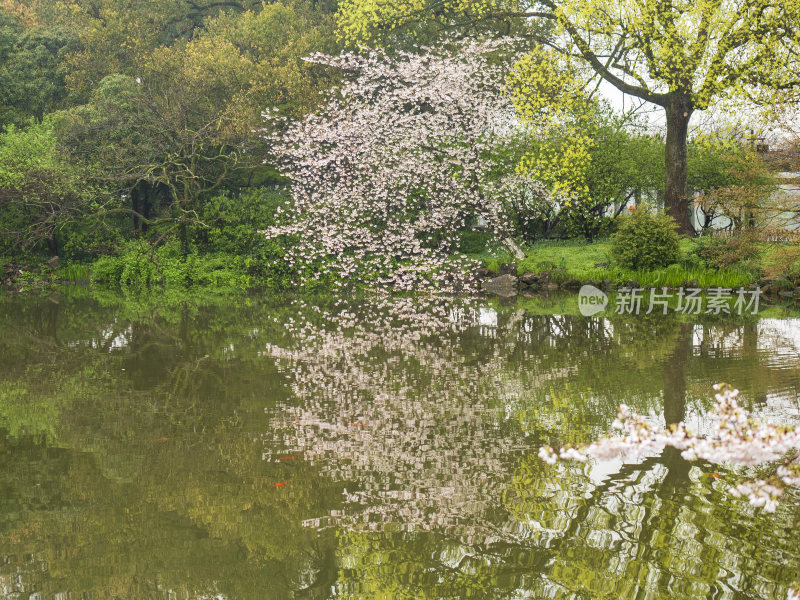 杭州西湖花港观鱼风景