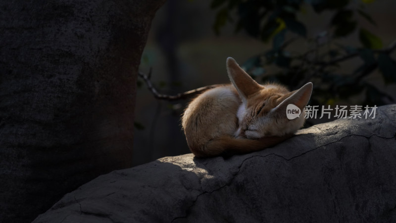 一只晒太阳睡觉的耳廓狐
