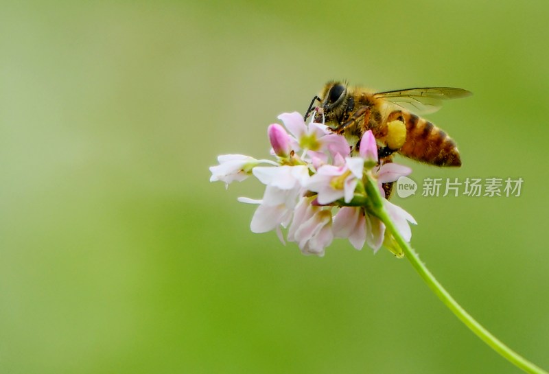 重庆酉阳：荞花.蜜蜂