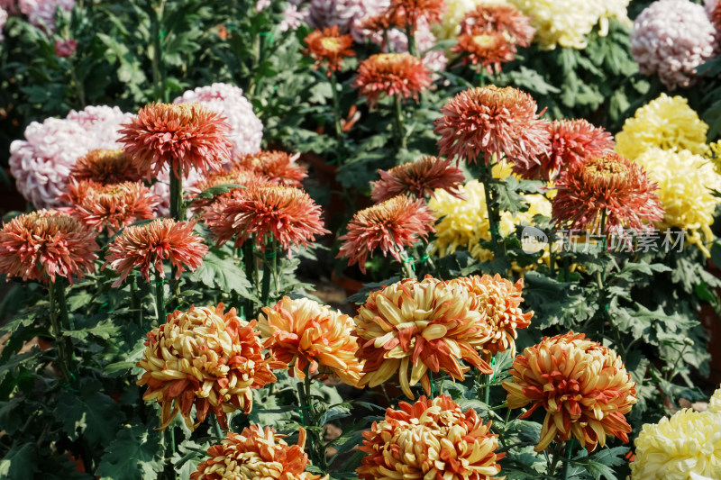 北京国家植物园菊花展