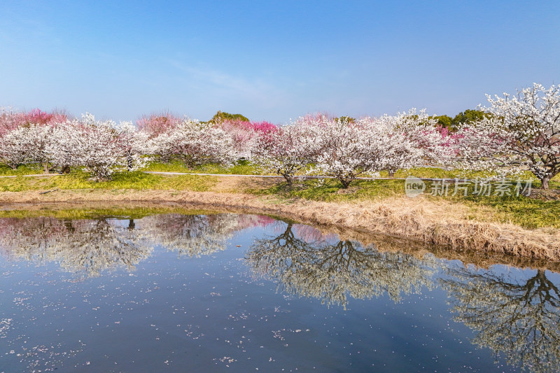 花开海上梅花节